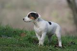 JACK RUSSEL 284